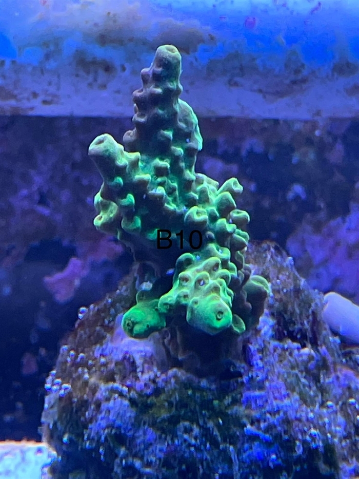 Acropora, sps (B10)