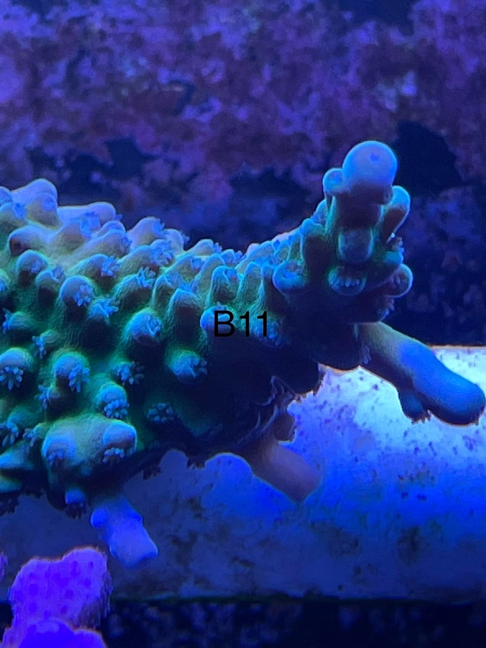 Acropora, sps (B11)