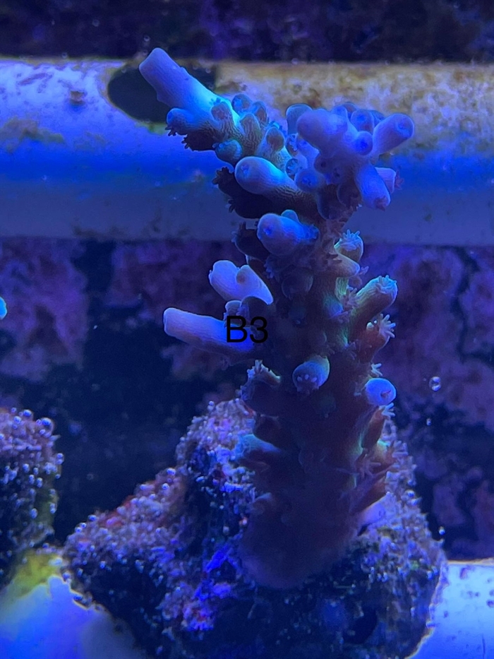 Acropora, sps (B3)