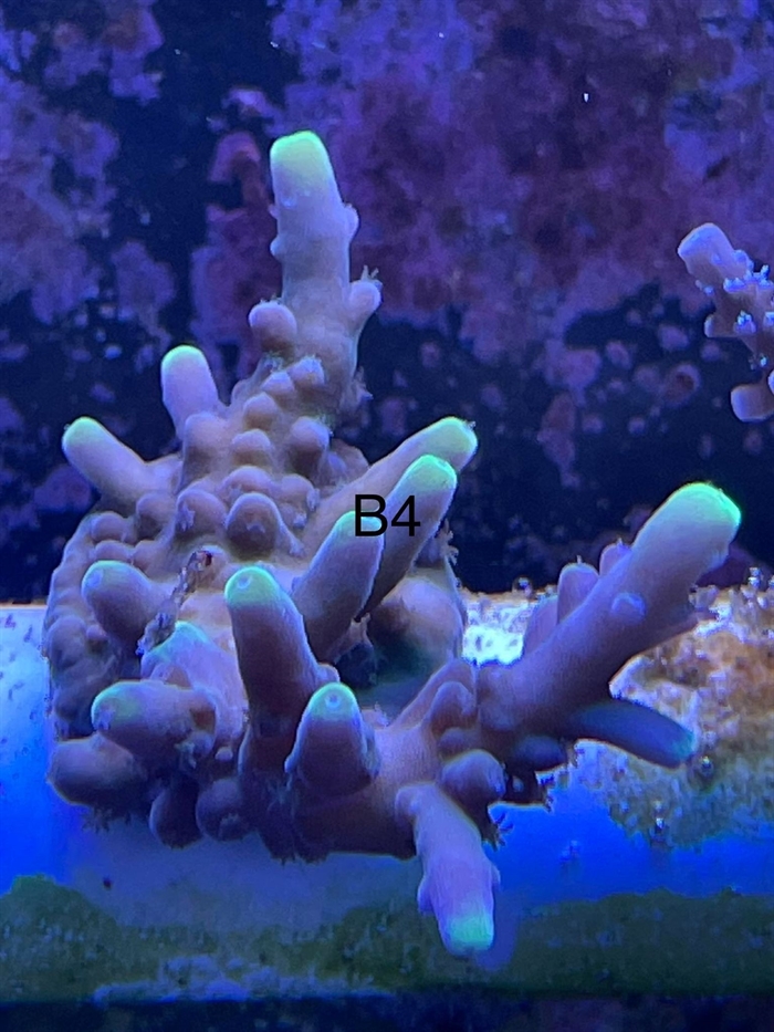 Acropora, sps (B4)