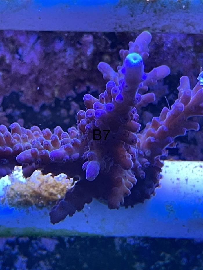 Acropora, sps (B7)