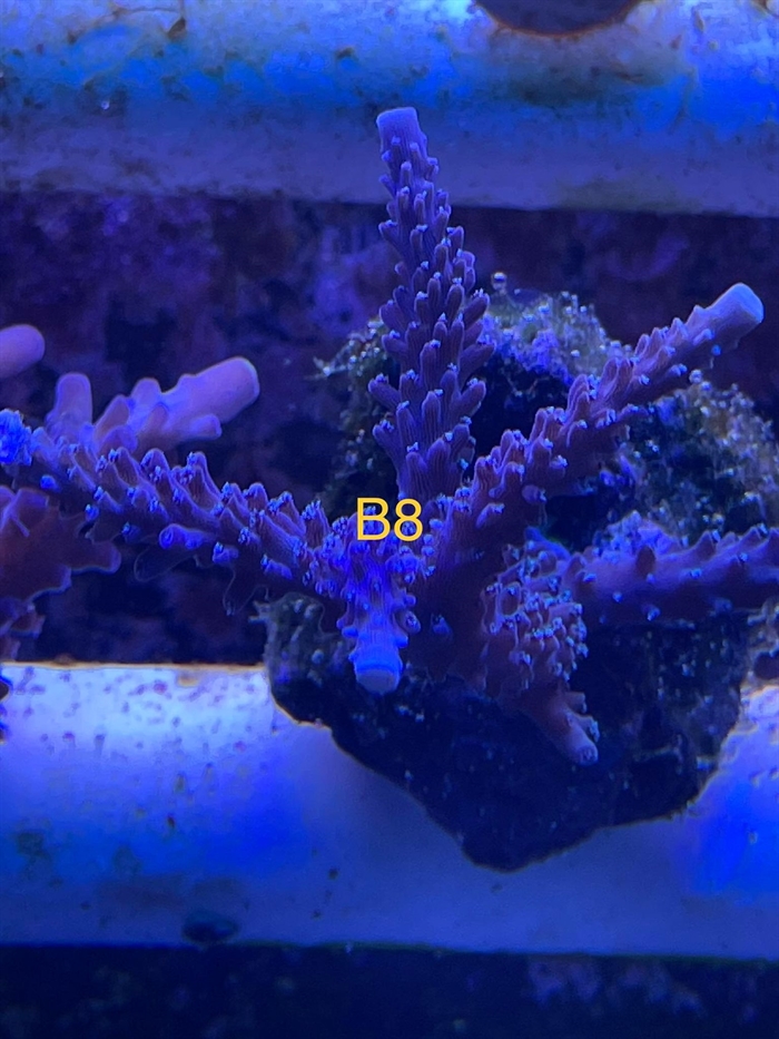 Acropora, sps (B8)