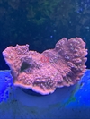 Montipora, sps (C2)