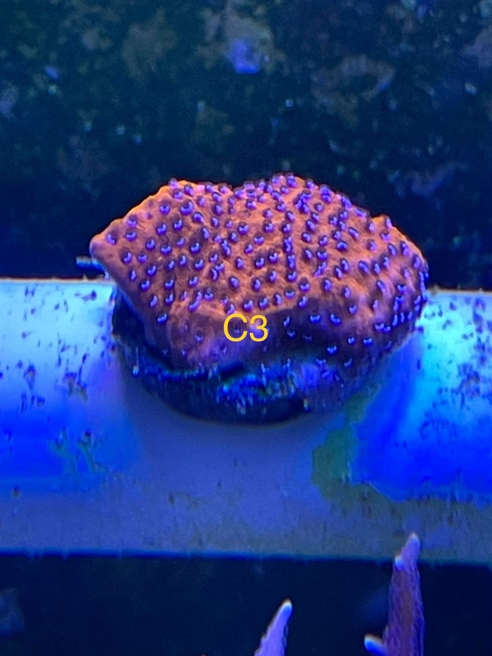 Montipora, sps (C3)