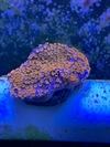 Montipora, sps (C4)