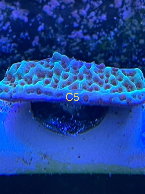 Montipora, sps (C5)