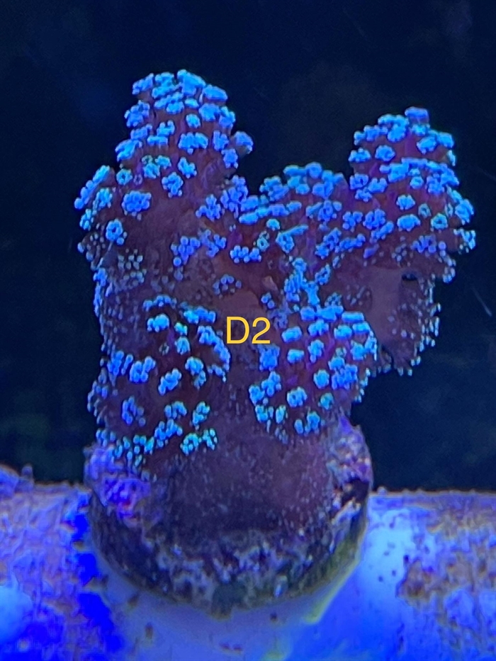 Posillopora, sps (D2)