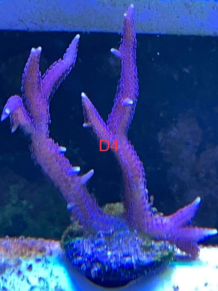 Hystrix, sps (D4)