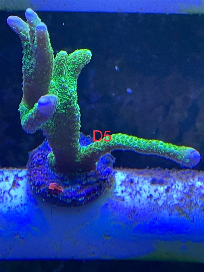 Montipora, sps (D5)