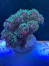 Posillopora, sps (D7)