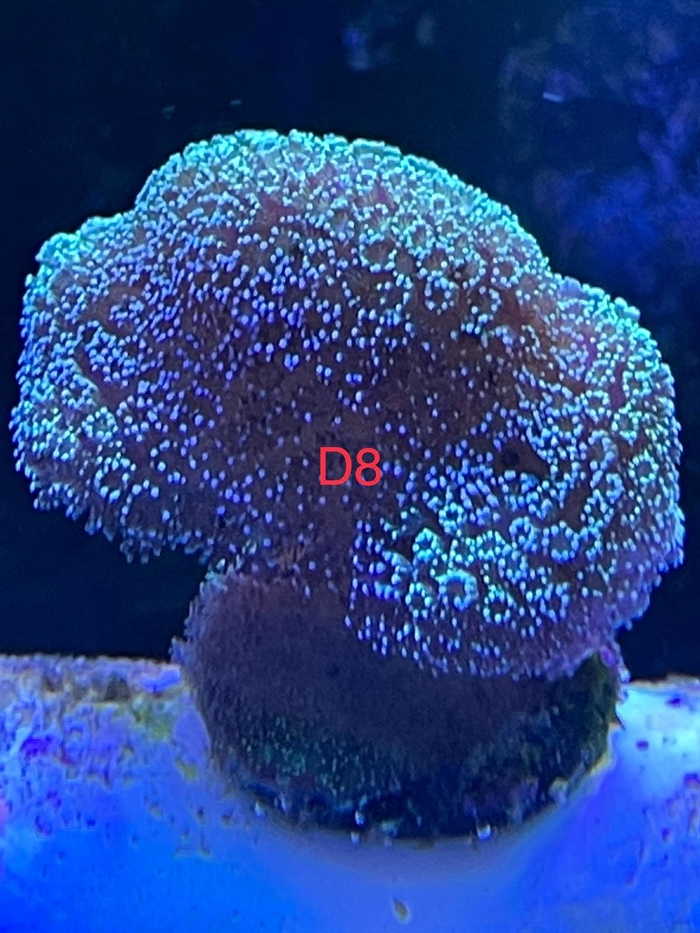 Posillopora, sps (D8)