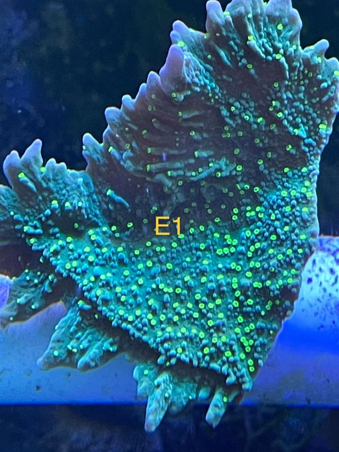 Montipora, sps (E1)