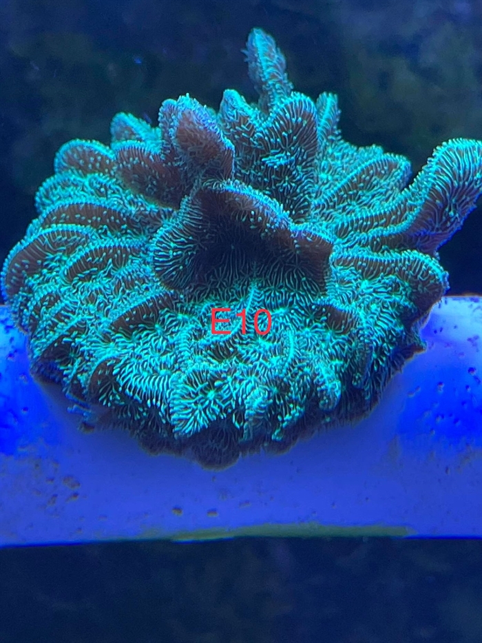 Pavona, sps (E10)