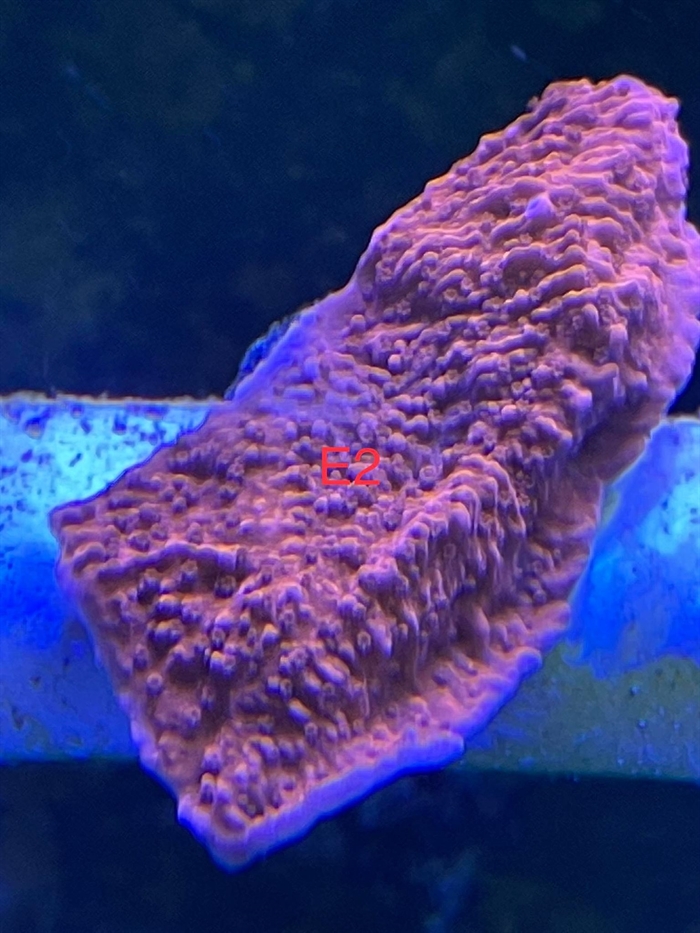 Montipora, sps (E2)