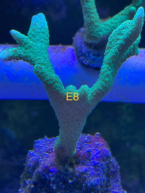 Montipora, sps (E8)