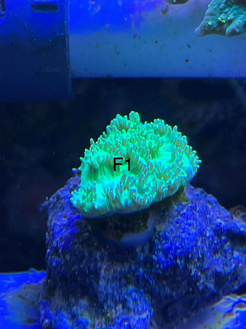 Cyphastrea, lps (F1)