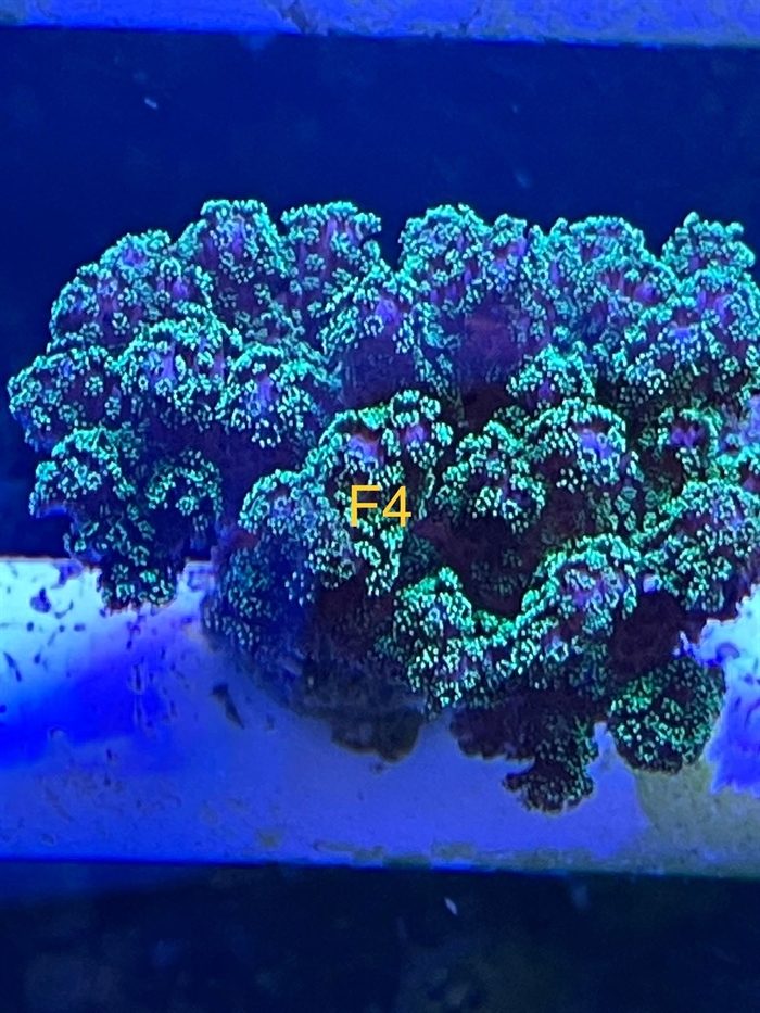 Posillopora, sps (F4)