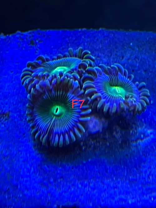 Zoa, blød (F7)