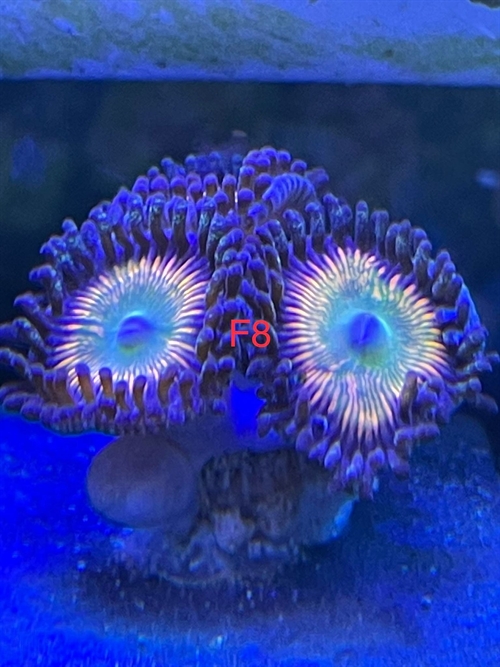 Sunny D zoa, blød (F8)