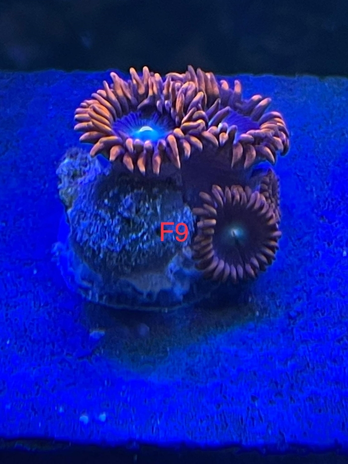 Zoa, blød (F9)