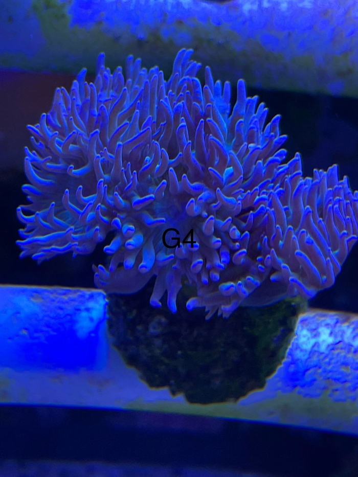 Duncan, lps (G4)